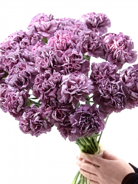 Моно-букет гвоздик «Гипноз» &mdash; Городской букет