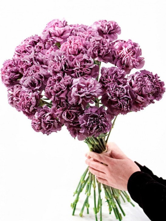 Моно-букет гвоздик «Гипноз» &mdash; Городской букет