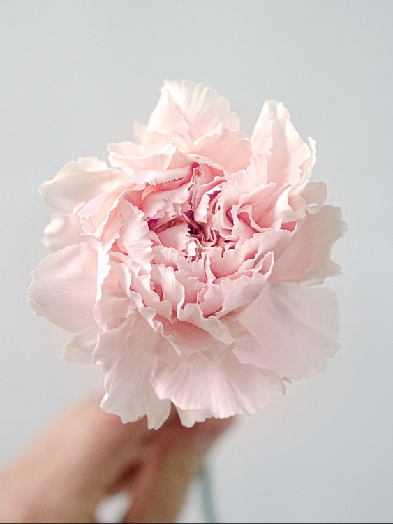 Букет из нежно-розовых гвоздик «Нимфа» &mdash; Городской букет