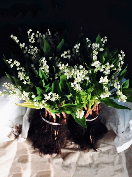 Ландыши голландские, букет «Майя» &mdash; Городской букет