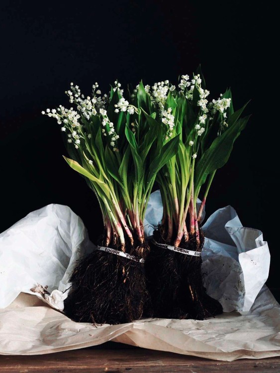 Ландыши голландские, букет «Майя» &mdash; Городской букет