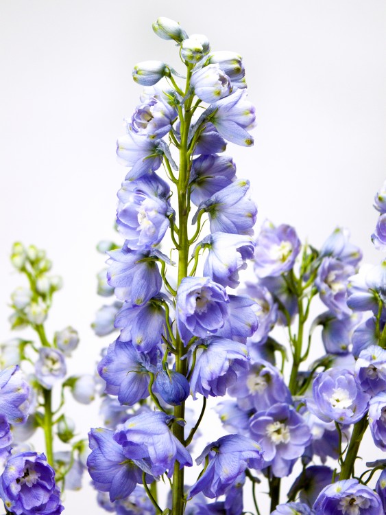 Дельфиниум &mdash; Городской букет