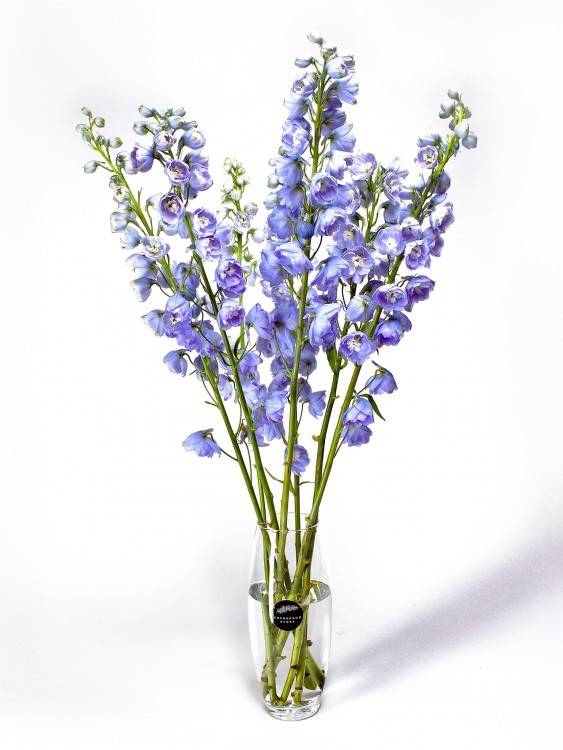 Дельфиниум &mdash; Городской букет