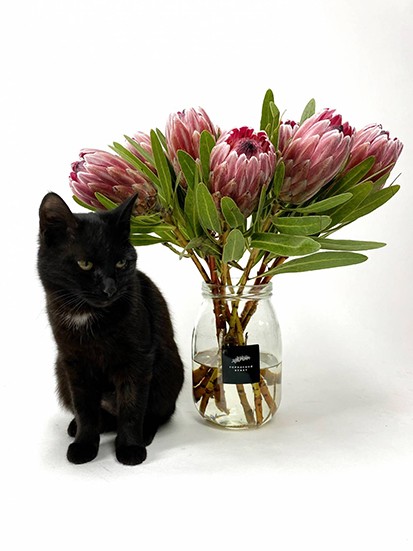 Монобукет из Протей / Pink Ice, от 2880 руб. &mdash; Городской букет