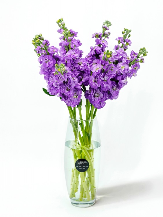 Сиреневая душистая Маттиола &mdash; Городской букет