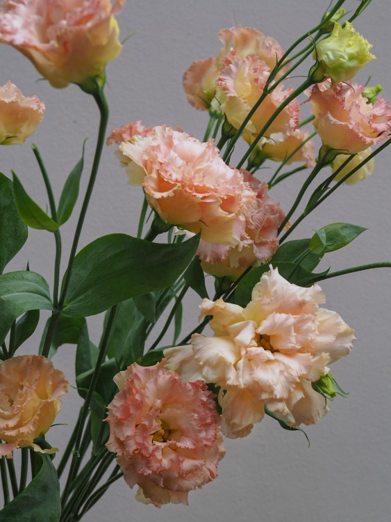 Монобукет с нежно-персиковой эустомой &mdash; Городской букет