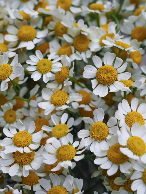 Букет «Рейн» из нежных ромашек &mdash; Городской букет