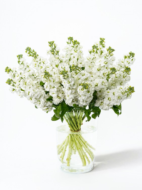 Букет из душистой белой Маттиолы, от 2250 руб. &mdash; Городской букет