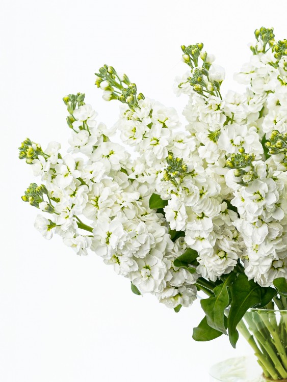 Букет из душистой белой Маттиолы, от 2250 руб. &mdash; Городской букет