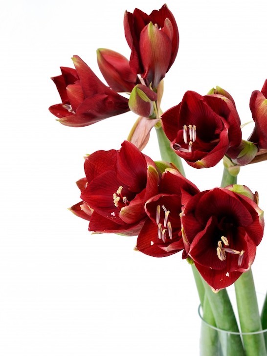 Монобукет из гиппеаструмов рубиновых &mdash; Городской букет