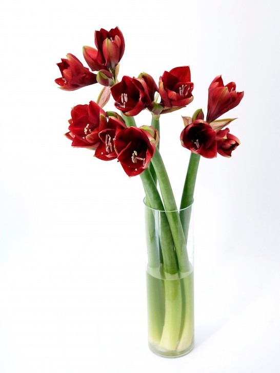 Монобукет из гиппеаструмов рубиновых &mdash; Городской букет