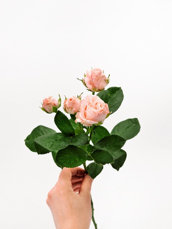 Букет «Флорентина» с пионовидными розами, от 7200 руб. &mdash; Городской букет